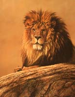 Reigning Monarch fine wildlife art print of male lion by Alan M Hunt